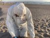 SAG confirma primer caso de influenza aviar altamente patógena en ave silvestre en la Región de Coquimbo