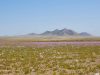 CEAZA explica las variables científicas del Desierto Florido más espectacular de las últimas tres décadas