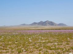 CEAZA explica las variables científicas del Desierto Florido más espectacular de las últimas tres décadas