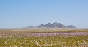 CEAZA explica las variables científicas del Desierto Florido más espectacular de las últimas tres décadas
