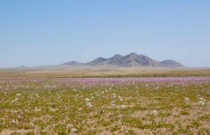 CEAZA explica las variables científicas del Desierto Florido más espectacular de las últimas tres décadas