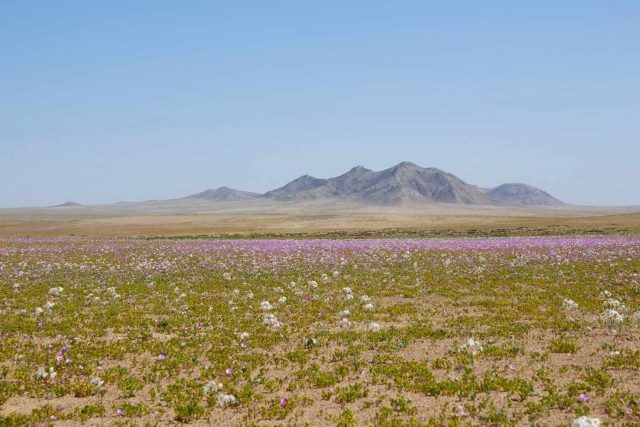 Desierto Florido