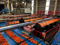 Entró en vigor Memorándum de Entendimiento entre Chile y China para facilitar las exportaciones de fruta fresca