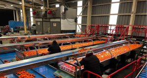 Entró en vigor Memorándum de Entendimiento entre Chile y China para facilitar las exportaciones de fruta fresca