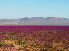 SMA instruye a proyectos de energías renovables la adopción de medidas preventivas ante el fenómeno del Desierto Florido