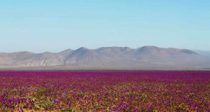 SMA instruye a proyectos de energías renovables la adopción de medidas preventivas ante el fenómeno del Desierto Florido