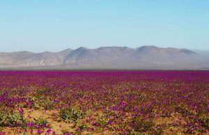 SMA instruye a proyectos de energías renovables la adopción de medidas preventivas ante el fenómeno del Desierto Florido