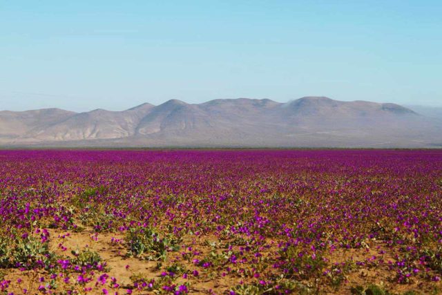 desierto florido