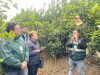 SAG implementa por primera vez Técnica del Insecto Estéril para combatir mosca de la fruta
