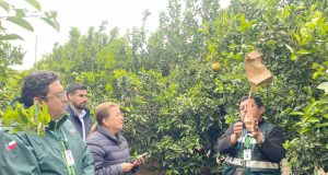 SAG implementa por primera vez Técnica del Insecto Estéril para combatir mosca de la fruta